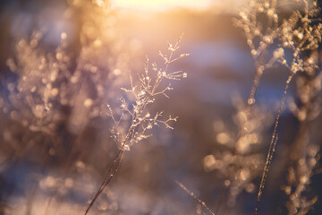 花生的生长过程手抄报