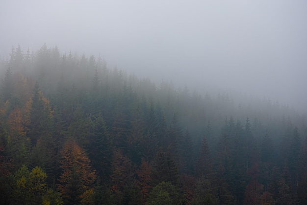 花生的生长过程手抄报